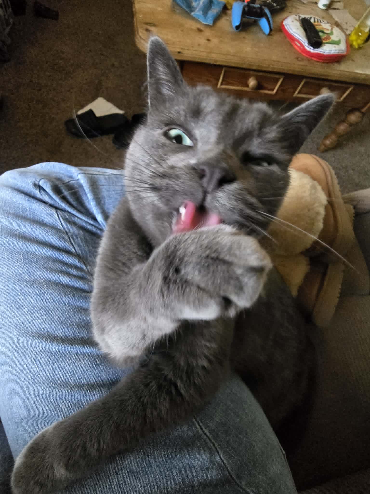 Solid gray cat sits on a denim lap licking its raised paw indoors.