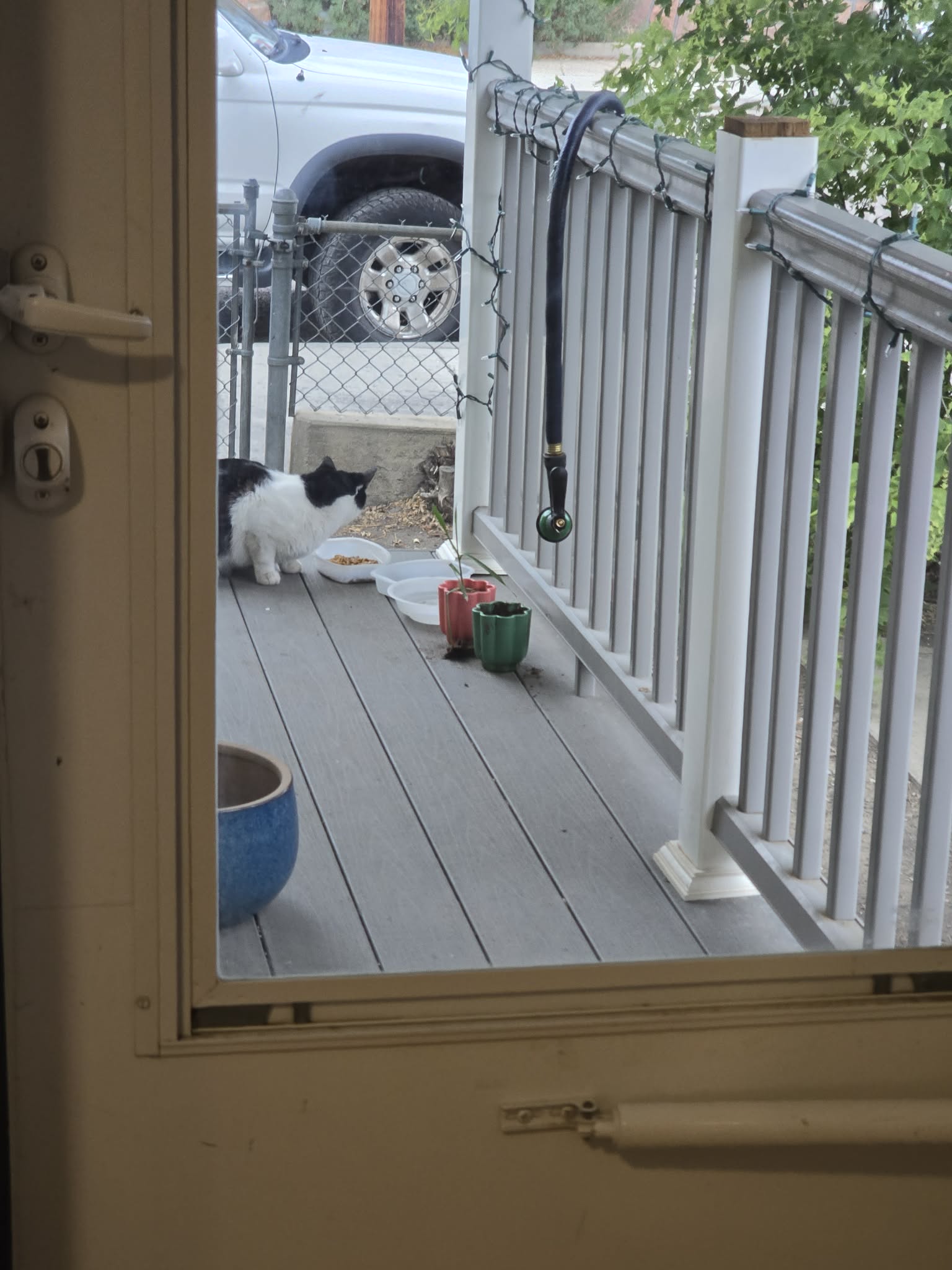 Black-and-white cat crouches by food bowls on a wooden porch.