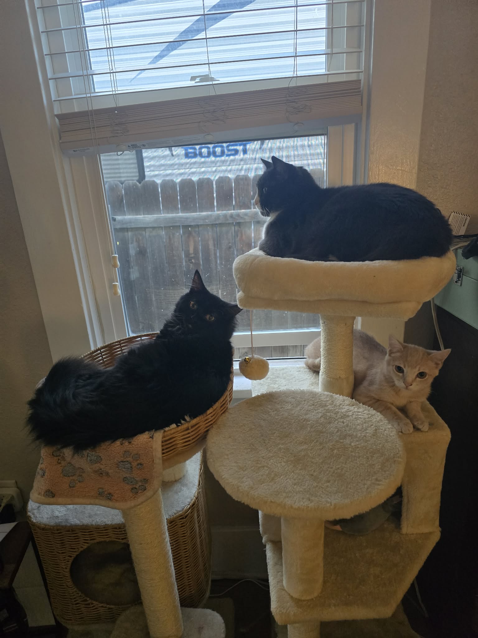 Black, gray-and-white, and buff cats lounge on a cat tree by a window.