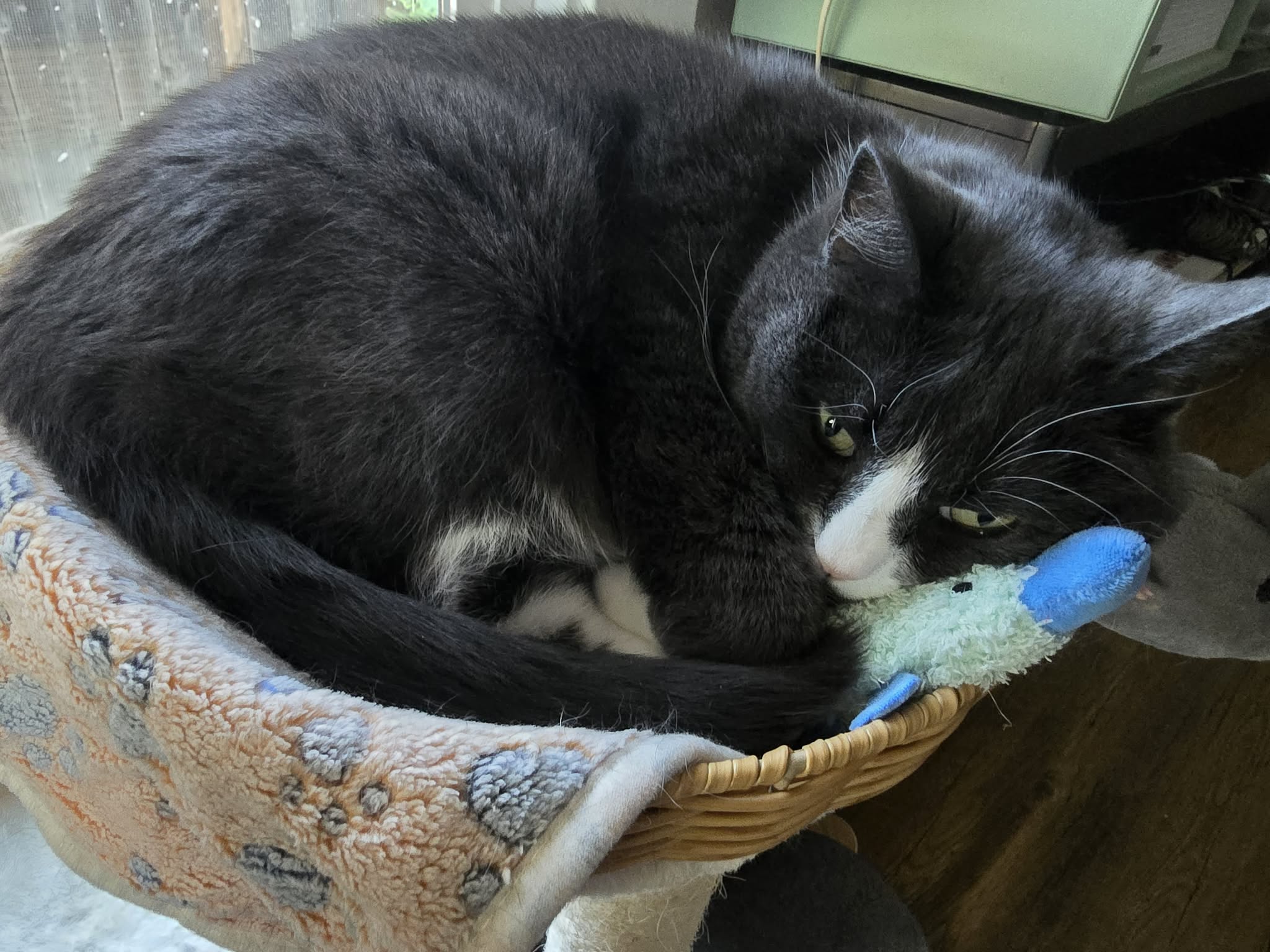 Gray-and-white cat curls in a wicker basket with a paw-print blanket.
