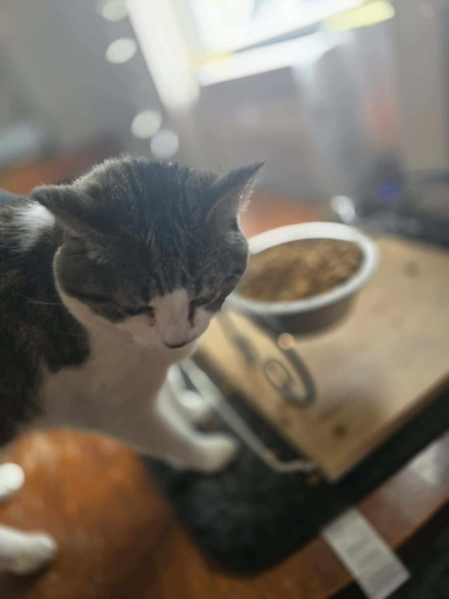 Gray tabby-and-white cat stands looking down at a metal food bowl.