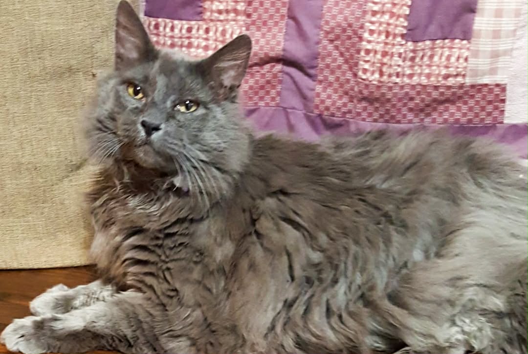 Fluffy solid gray cat lies on a wood floor looking at the camera.