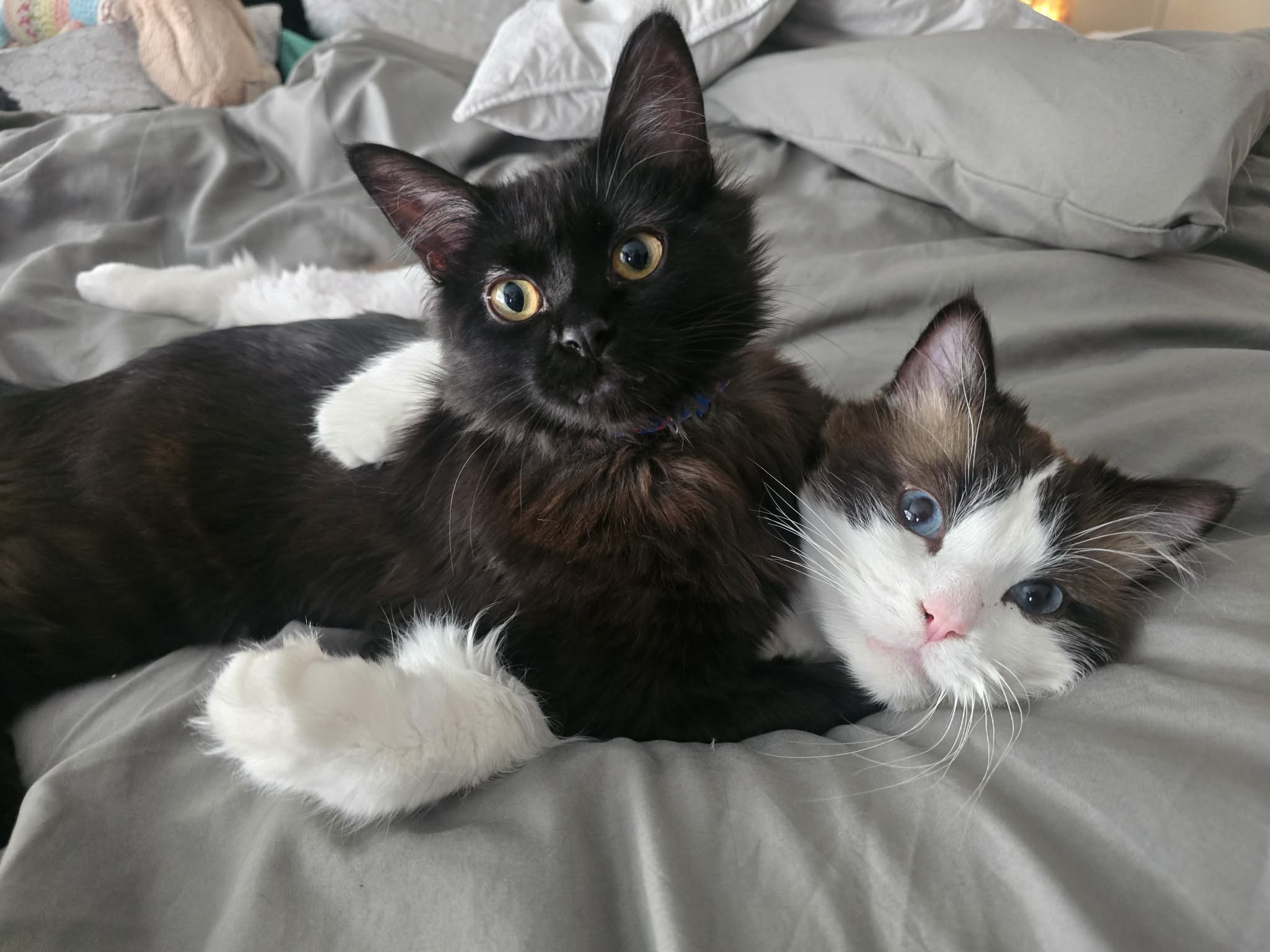 Black cat with white paws and white-brown blue-eyed cat cuddle on a gray bed.