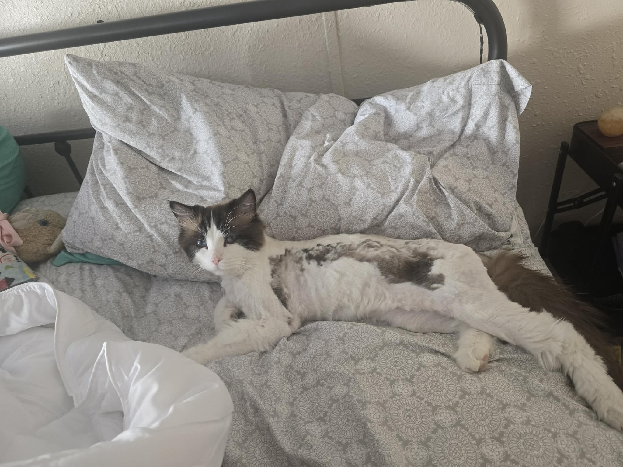 White cat with dark patches and blue eyes stretches sideways on a bed.