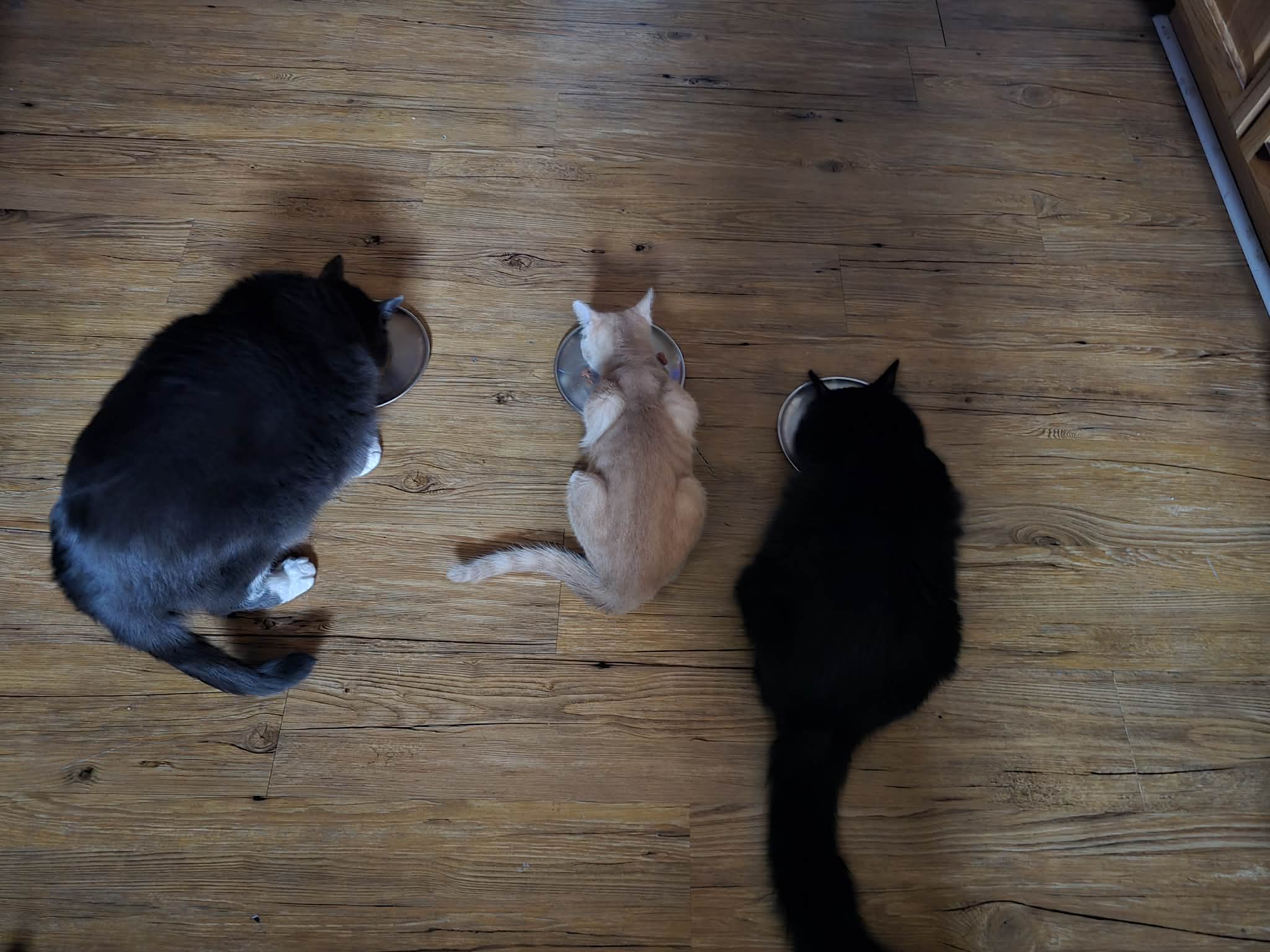 Gray, buff, and black cats eat from metal dishes on a wood floor.