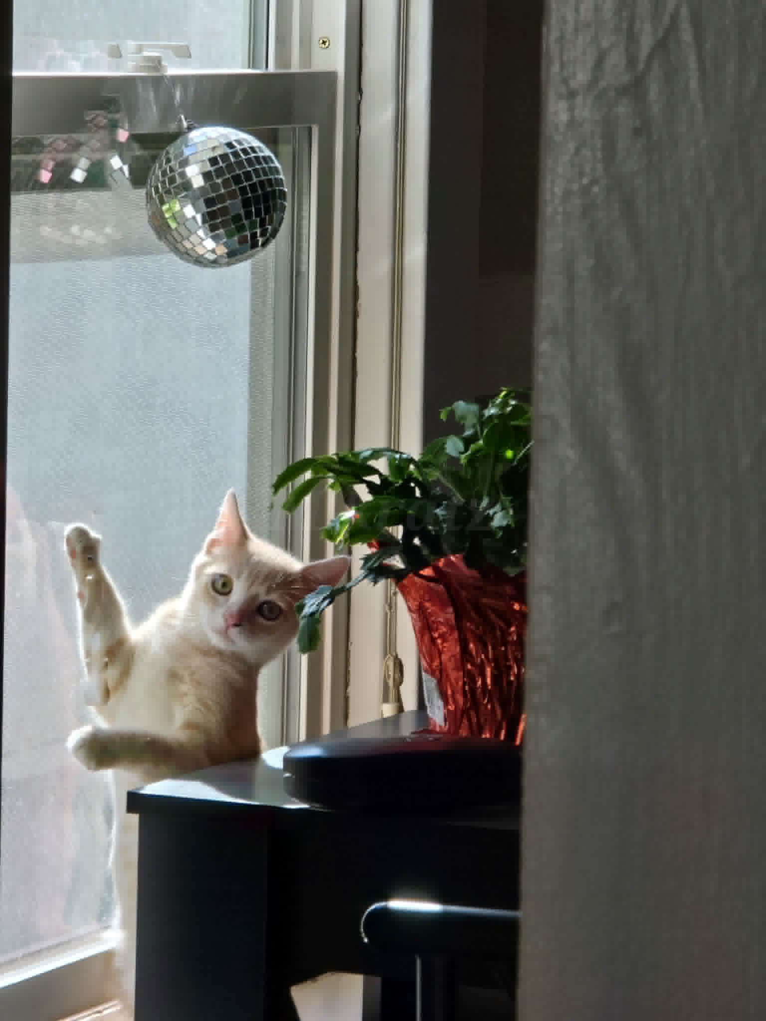 Buff kitten stands by a window with a paw on the glass, looking back.